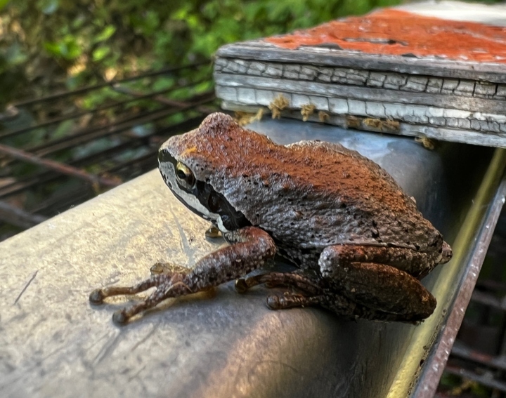 Sierran Treefrog